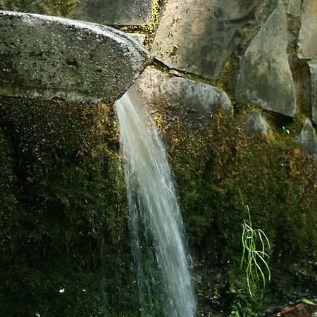 Troyanda Karpat Karpaty